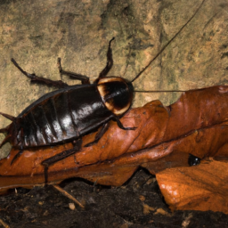 Surinam cockroach