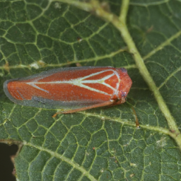 Virginia creeper leafhopper
