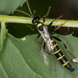 Virginia pine sawfly