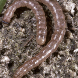 abbreviated wireworm