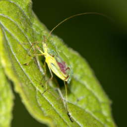 caragana aphid