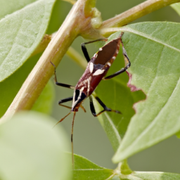 caragana plant bug