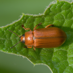 claycolored leaf beetle