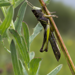 clearwinged grasshopper