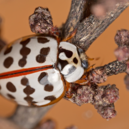common Australian lady beetle