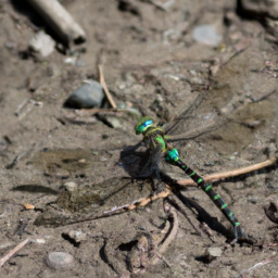 common green darner