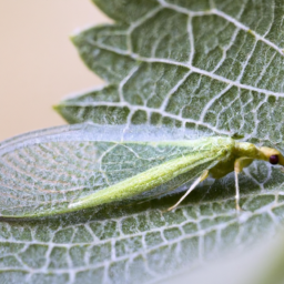 common green lacewing
