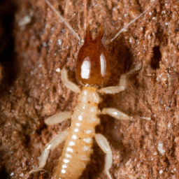 conehead termite