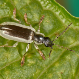 confused flour beetle