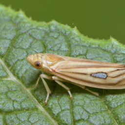 corn leafhopper