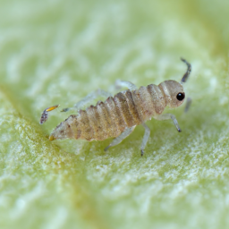 corn thrips