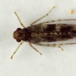 cosmopolitan grain psocid