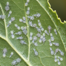 cotton aphid*