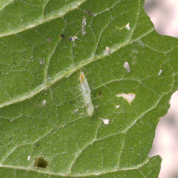 cotton leafminer