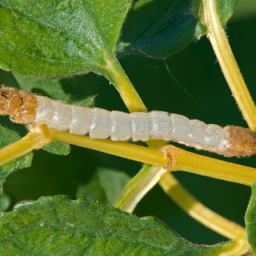 cotton leafworm
