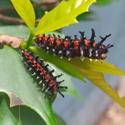 croton caterpillar