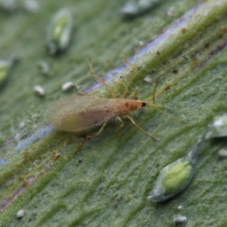 cucurbit midge