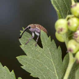 currant fruit weevil
