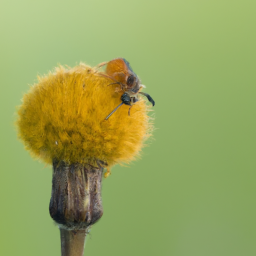 dandelion gall wasp