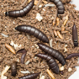 dark mealworm
