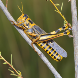 devastating grasshopper
