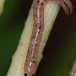 eastern field wireworm