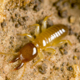 eastern subterranean termite