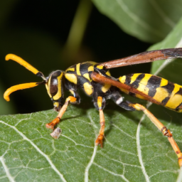 eastern yellowjacket