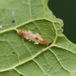 eggplant leafminer