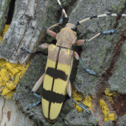 elm borer