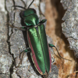 emerald ash borer