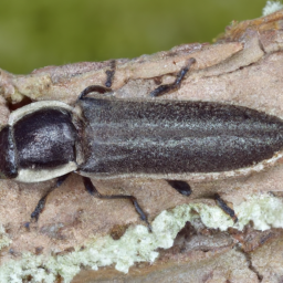 eyed click beetle