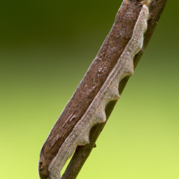 fall armyworm