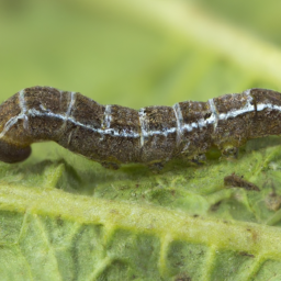 fall cankerworm