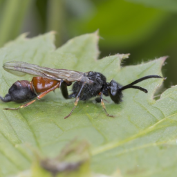fig wasp