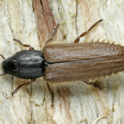 fir root bark beetle