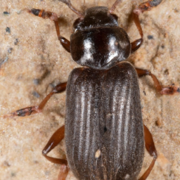 flat grain beetle