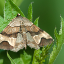 forage looper