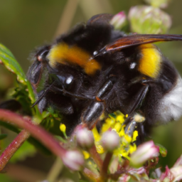 forest bumble bee