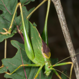 forktailed bush katydid