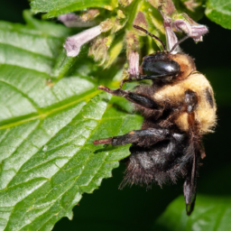 fuzzy-horned bumble bee