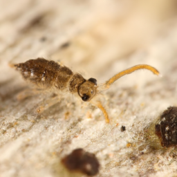 garden springtail