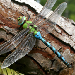 giant Hawaiian dragonfly