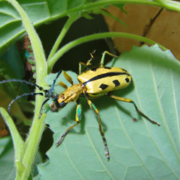 golden spider beetle