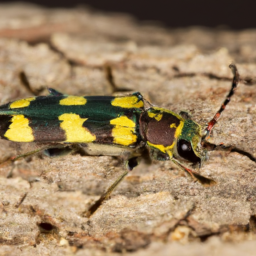 goldspotted oak borer