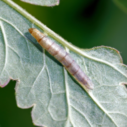 gooseberry fruitworm