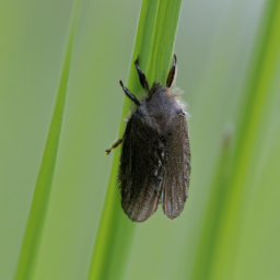 grass scolytid