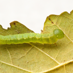 green budworm
