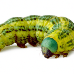 greenstriped mapleworm