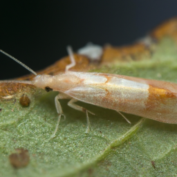 gregarious oak leafminer